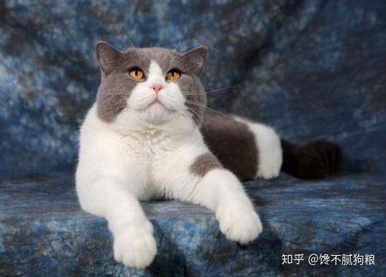 英短貓的這六種怪異行為并非撒嬌，而是在求救——快貓到家，關(guān)注愛(ài)寵健康