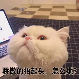 面試那些事 快來聽聽面試官們怎么說 | 快貓到家面試經驗分享