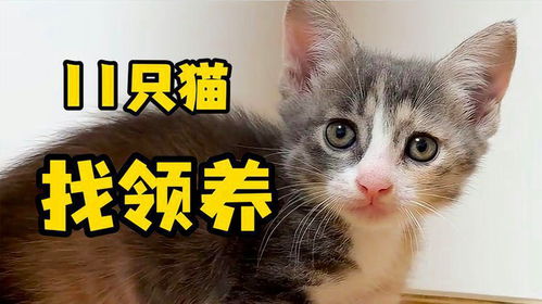 剛到家第一天，領養人說 “你這是什么神仙貓啊！”